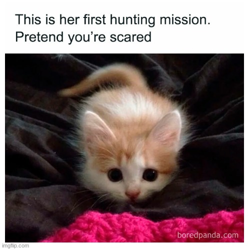 image tagged in cat,kitten,tiny,hunting,idk,why are you reading the tags | made w/ Imgflip meme maker
