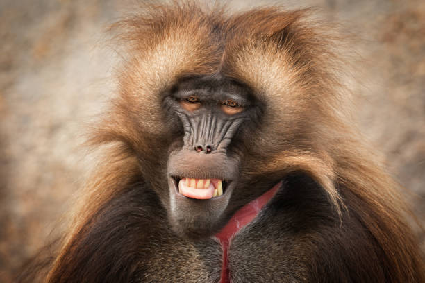 High Quality bABOON Blank Meme Template