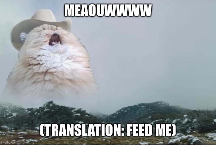 Screaming Cowboy Cat | MEAOUWWWW (TRANSLATION: FEED ME) | image tagged in screaming cowboy cat | made w/ Imgflip meme maker