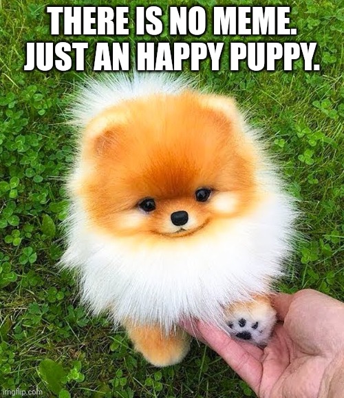 i just cant stop watching he's little smiling face | THERE IS NO MEME. JUST AN HAPPY PUPPY. | image tagged in wholesome,cute,happy | made w/ Imgflip meme maker