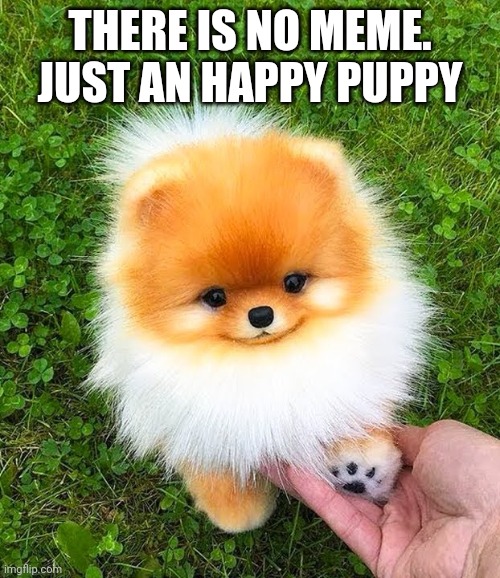 i just cant stop watching he's little smiling face | THERE IS NO MEME. JUST AN HAPPY PUPPY | image tagged in happy,wholesome,cute | made w/ Imgflip meme maker