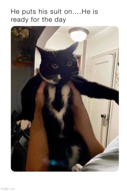 image tagged in cat,tuxedo,idk,why are you reading the tags | made w/ Imgflip meme maker