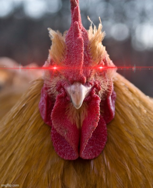 Angry chicken | image tagged in angry chicken | made w/ Imgflip meme maker