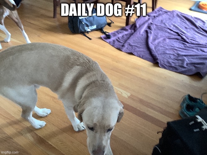 11 | DAILY DOG #11 | image tagged in doge | made w/ Imgflip meme maker