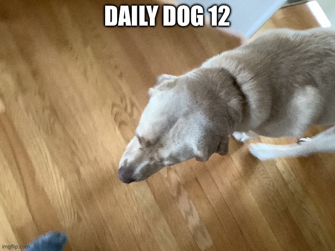 12 | DAILY DOG 12 | image tagged in doge | made w/ Imgflip meme maker