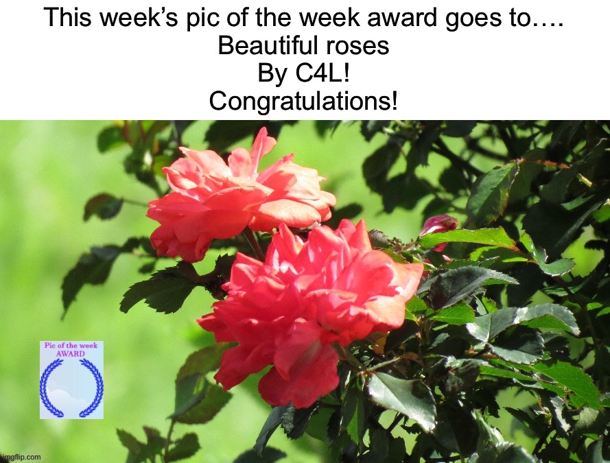 Beautiful roses by @C4L https://imgflip.com/i/7fy4jx | This week’s pic of the week award goes to….
Beautiful roses
By C4L!
Congratulations! | image tagged in share your own photos | made w/ Imgflip meme maker