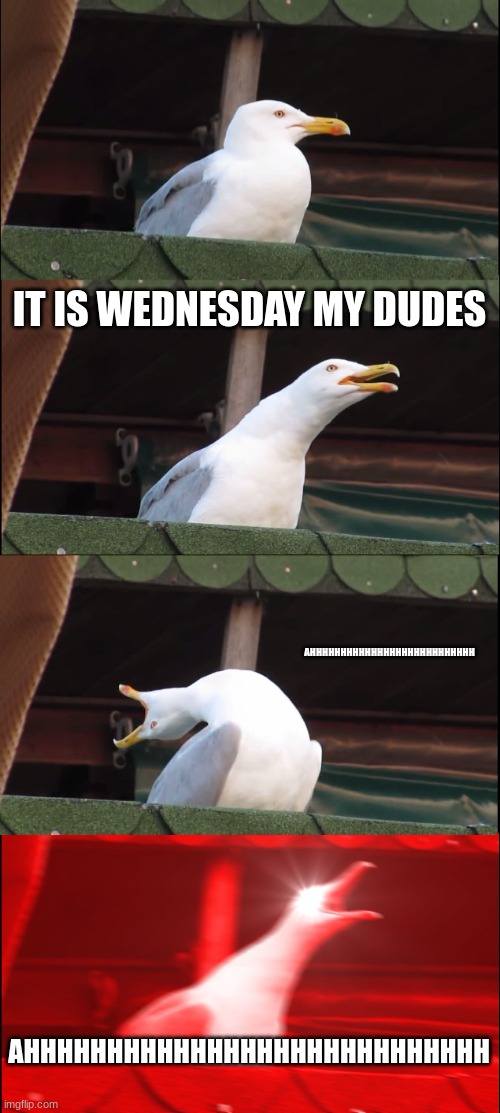 this is slowpoke when its wednesday | IT IS WEDNESDAY MY DUDES; AHHHHHHHHHHHHHHHHHHHHHHHHHHH; AHHHHHHHHHHHHHHHHHHHHHHHHHHHH | image tagged in memes,inhaling seagull | made w/ Imgflip meme maker