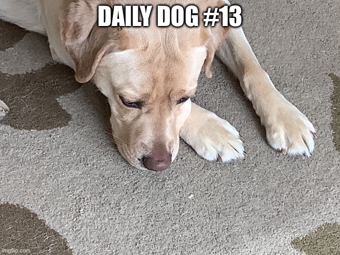 13 | DAILY DOG #13 | image tagged in buff doge vs cheems | made w/ Imgflip meme maker