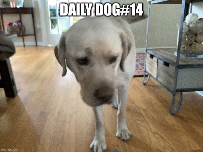 14 | DAILY DOG#14 | image tagged in 2023 | made w/ Imgflip meme maker