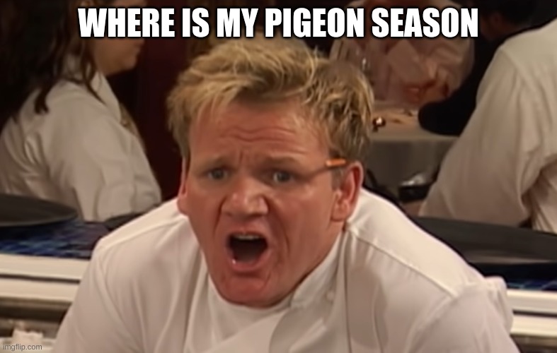 where is the lamb sauce | WHERE IS MY PIGEON SEASON | image tagged in where is the lamb sauce | made w/ Imgflip meme maker