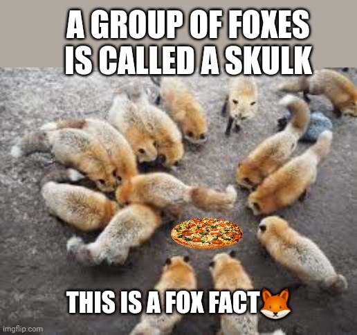 Important fox facts | A GROUP OF FOXES IS CALLED A SKULK; THIS IS A FOX FACT🦊 | image tagged in important,fox,facts | made w/ Imgflip meme maker