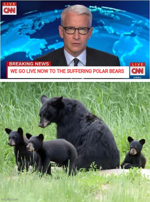 WE GO LIVE NOW TO THE SUFFERING POLAR BEARS | image tagged in cnn breaking news anderson cooper,black bears | made w/ Imgflip meme maker