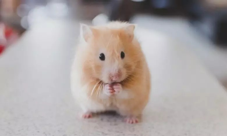 Hamster punch Blank Meme Template