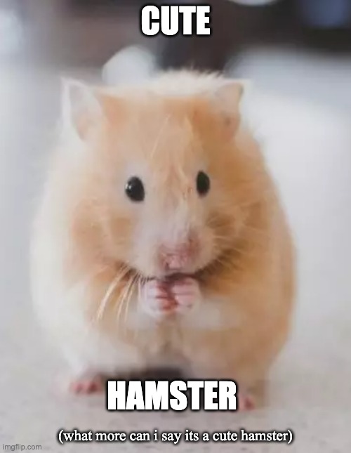 cutie awwwwww | CUTE; HAMSTER; (what more can i say its a cute hamster) | image tagged in cute | made w/ Imgflip meme maker