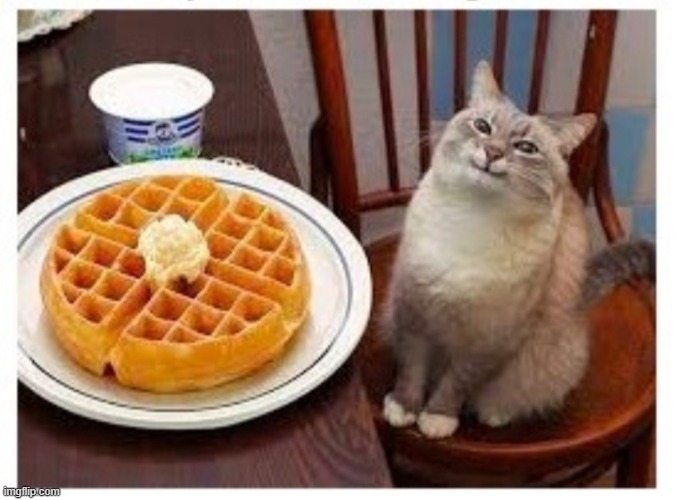 Cat smiling at waffle | image tagged in cat smiling at waffle | made w/ Imgflip meme maker