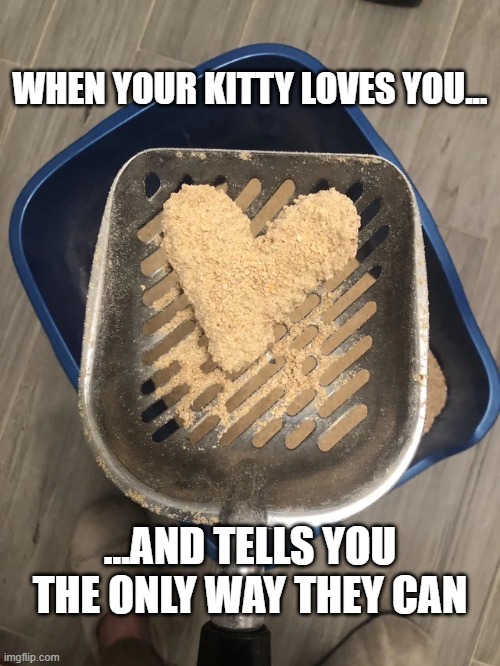 Cat lovs u | WHEN YOUR KITTY LOVES YOU... ...AND TELLS YOU THE ONLY WAY THEY CAN | image tagged in cat love | made w/ Imgflip meme maker
