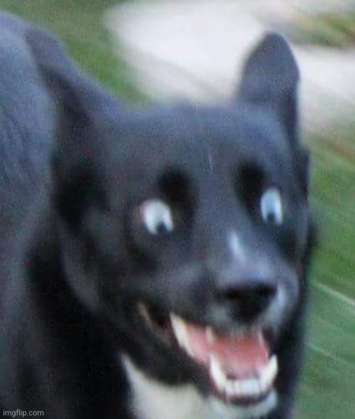 Scared Doggo | image tagged in scared doggo | made w/ Imgflip meme maker