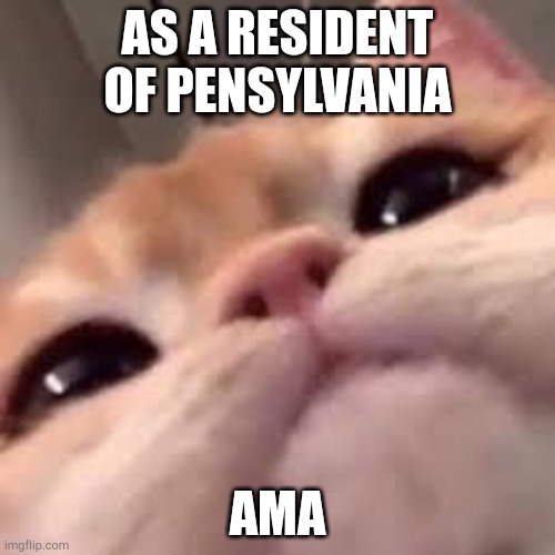 No we dont have homeless men sey gex outdoofs public | AS A RESIDENT OF PENSYLVANIA; AMA | image tagged in smug asf cat or shit idk im dumb | made w/ Imgflip meme maker