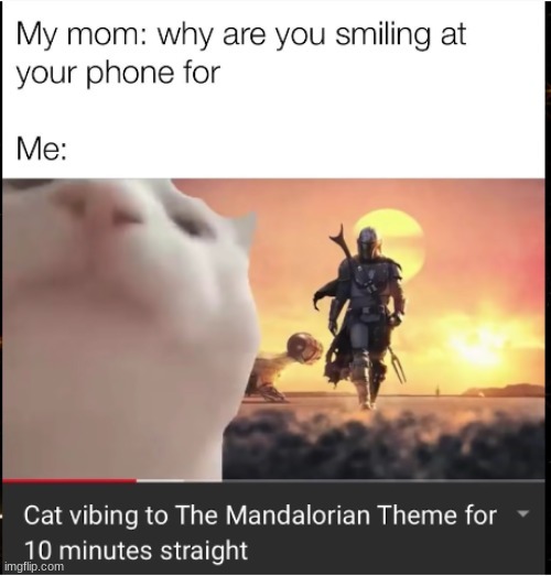 Yes | image tagged in cats | made w/ Imgflip meme maker