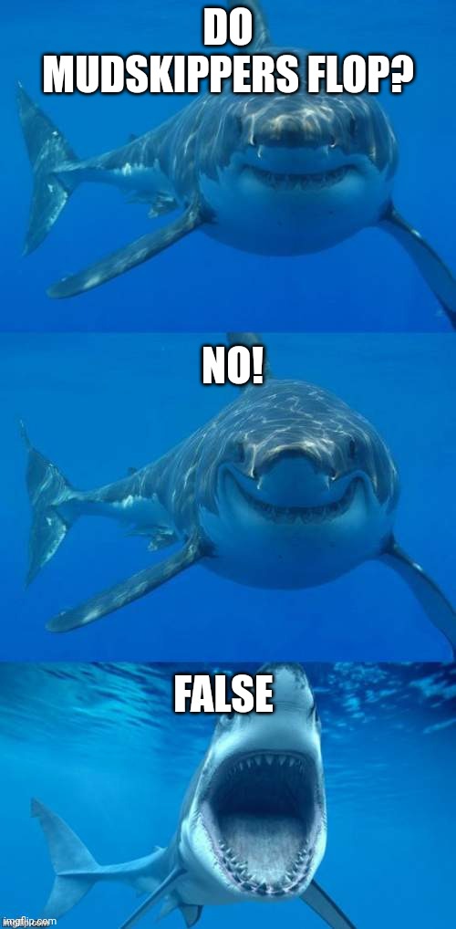 Pun | DO MUDSKIPPERS FLOP? NO! FALSE | image tagged in bad shark pun | made w/ Imgflip meme maker