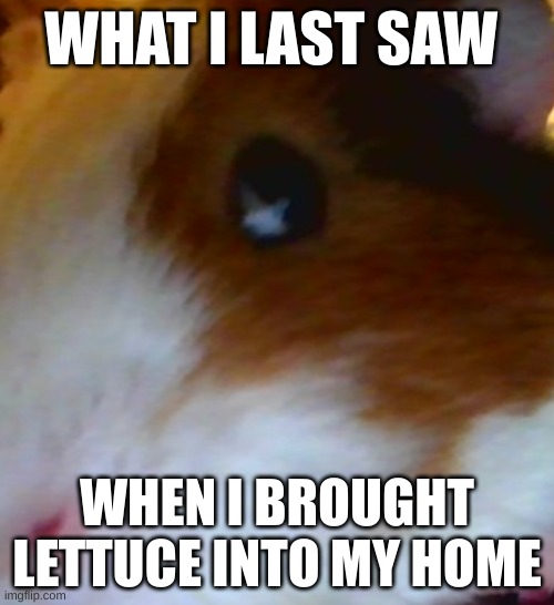 weeeeeeek | WHAT I LAST SAW; WHEN I BROUGHT LETTUCE INTO MY HOME | image tagged in guinea pig | made w/ Imgflip meme maker