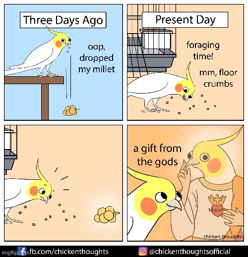 Birb comic: a gift from the gods | image tagged in birb,comics | made w/ Imgflip meme maker