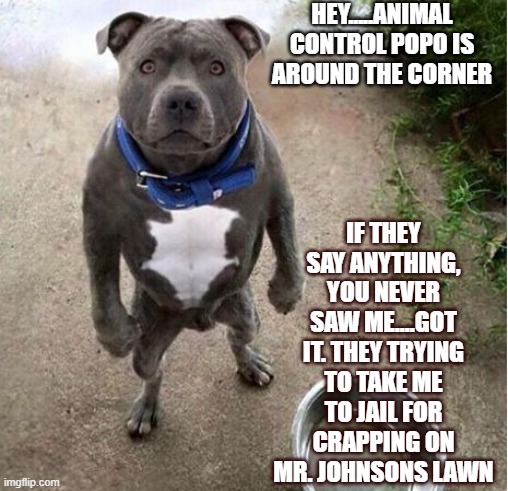 I'm a Bad Boy on the run | HEY.....ANIMAL CONTROL POPO IS AROUND THE CORNER; IF THEY SAY ANYTHING, YOU NEVER SAW ME....GOT IT. THEY TRYING TO TAKE ME TO JAIL FOR CRAPPING ON MR. JOHNSONS LAWN | image tagged in pitbull,family,life,pets,pet humor,animal control | made w/ Imgflip meme maker