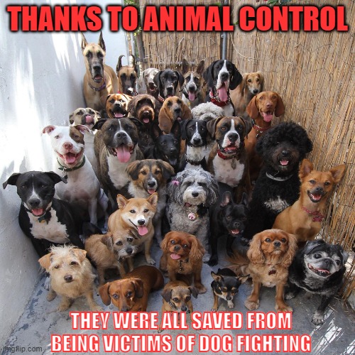 Saved by Animal Control | THANKS TO ANIMAL CONTROL; THEY WERE ALL SAVED FROM BEING VICTIMS OF DOG FIGHTING | image tagged in puppies,pets,family,love,life,animal rights | made w/ Imgflip meme maker