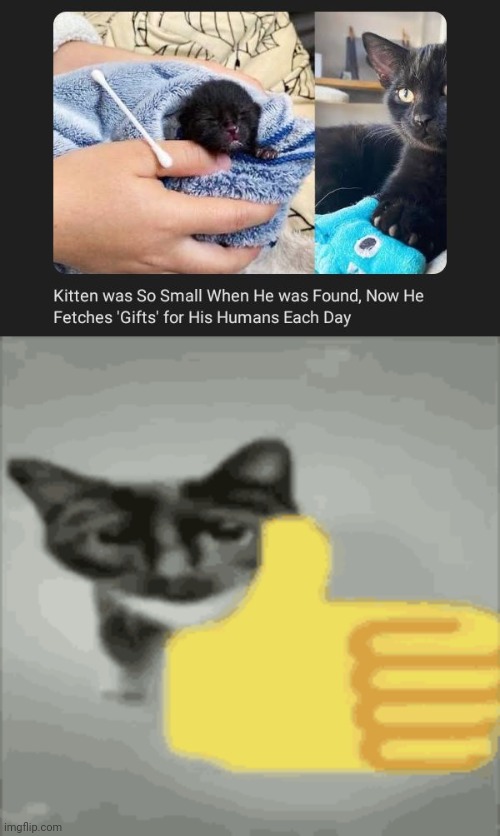 Fetches gifts for his humans | image tagged in cat thumbs up,memes,cats,cat,wholesome,gifts | made w/ Imgflip meme maker