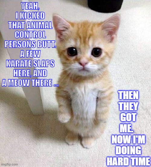 Karate kitty, the Purrfect weapon | YEAH, I KICKED THAT ANIMAL CONTROL PERSONS BUTT. A FEW KARATE SLAPS HERE, AND A MEOW THERE ... THEN THEY GOT ME.  
NOW I'M DOING HARD TIME | image tagged in cute cat,family,kittens,love,criminal,karate | made w/ Imgflip meme maker