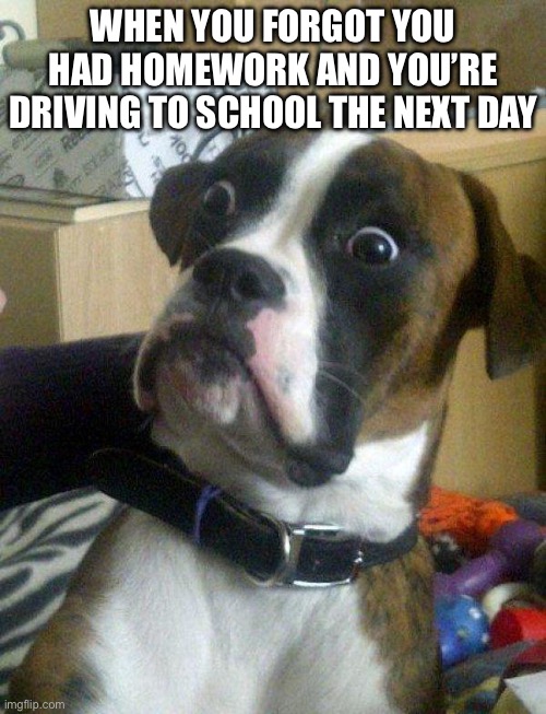 Oh no. | WHEN YOU FORGOT YOU HAD HOMEWORK AND YOU’RE DRIVING TO SCHOOL THE NEXT DAY | image tagged in blankie the shocked dog | made w/ Imgflip meme maker