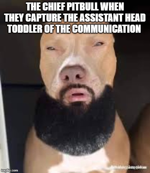 based on true events | THE CHIEF PITBULL WHEN THEY CAPTURE THE ASSISTANT HEAD TODDLER OF THE COMMUNICATION | image tagged in rizz,funny | made w/ Imgflip meme maker