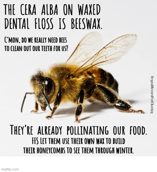Bees | image tagged in animalrights,veganism,vegan,honey,pollination,vegetarian | made w/ Imgflip meme maker