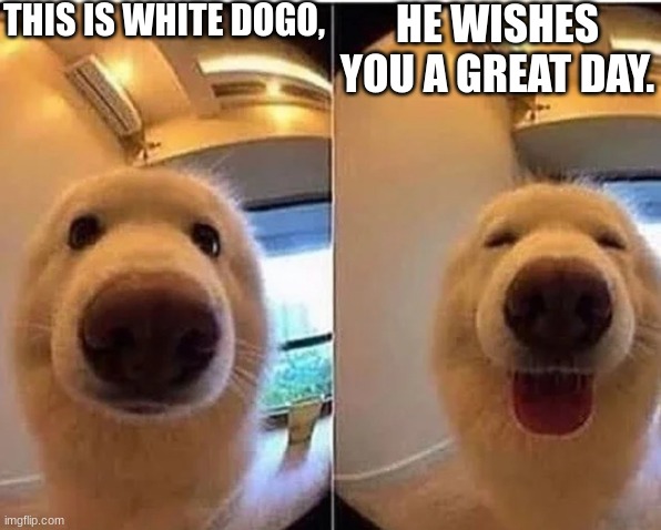 if your down, don't. dogo will make it better | THIS IS WHITE DOGO, HE WISHES YOU A GREAT DAY. | image tagged in wholesome doggo | made w/ Imgflip meme maker