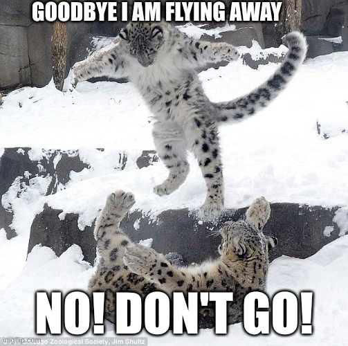 snow leopard | GOODBYE I AM FLYING AWAY; NO! DON'T GO! | image tagged in snow leopard | made w/ Imgflip meme maker