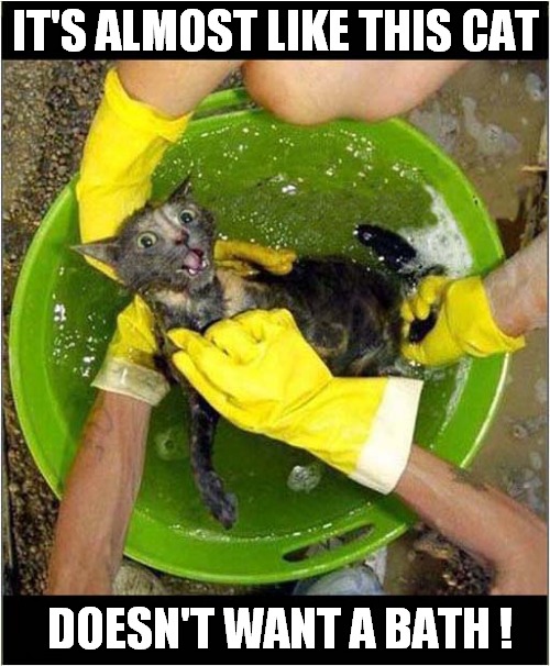 It's Soapy Suds Time ! | IT'S ALMOST LIKE THIS CAT; DOESN'T WANT A BATH ! | image tagged in cats,bath time,reluctance | made w/ Imgflip meme maker