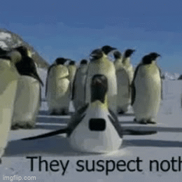 funny penguins gif