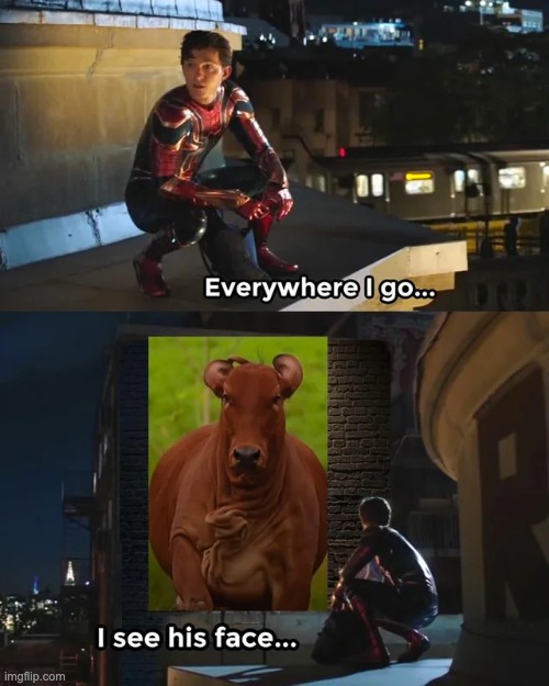 This cow is everywhere! | image tagged in memes,funny,cows | made w/ Imgflip meme maker