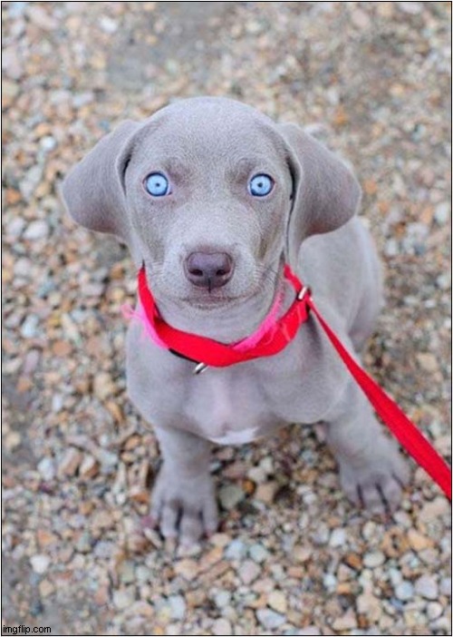 Just Look At Those Puppy Eyes ! | image tagged in dogs,puppy,staring | made w/ Imgflip meme maker