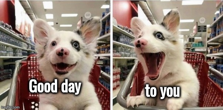 Happy Puppy | to you Good day | image tagged in happy puppy | made w/ Imgflip meme maker