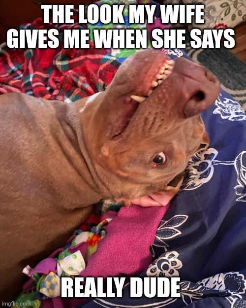 The look my Wife gives me | THE LOOK MY WIFE GIVES ME WHEN SHE SAYS; REALLY DUDE | image tagged in true story dog | made w/ Imgflip meme maker