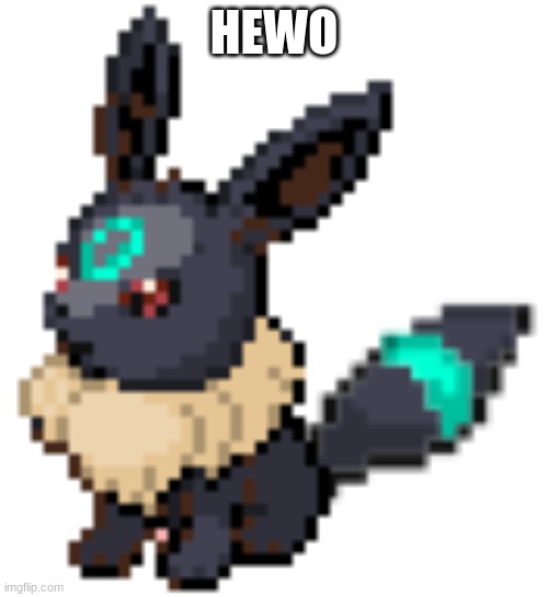 baby rocky the umbreon | HEWO | image tagged in baby rocky the umbreon | made w/ Imgflip meme maker
