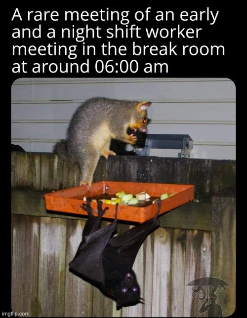 image tagged in memes,funny | made w/ Imgflip meme maker