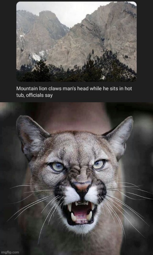 Mountain lion | image tagged in growling cougar mountain lion,mountain lion,lion,memes,claw,head | made w/ Imgflip meme maker