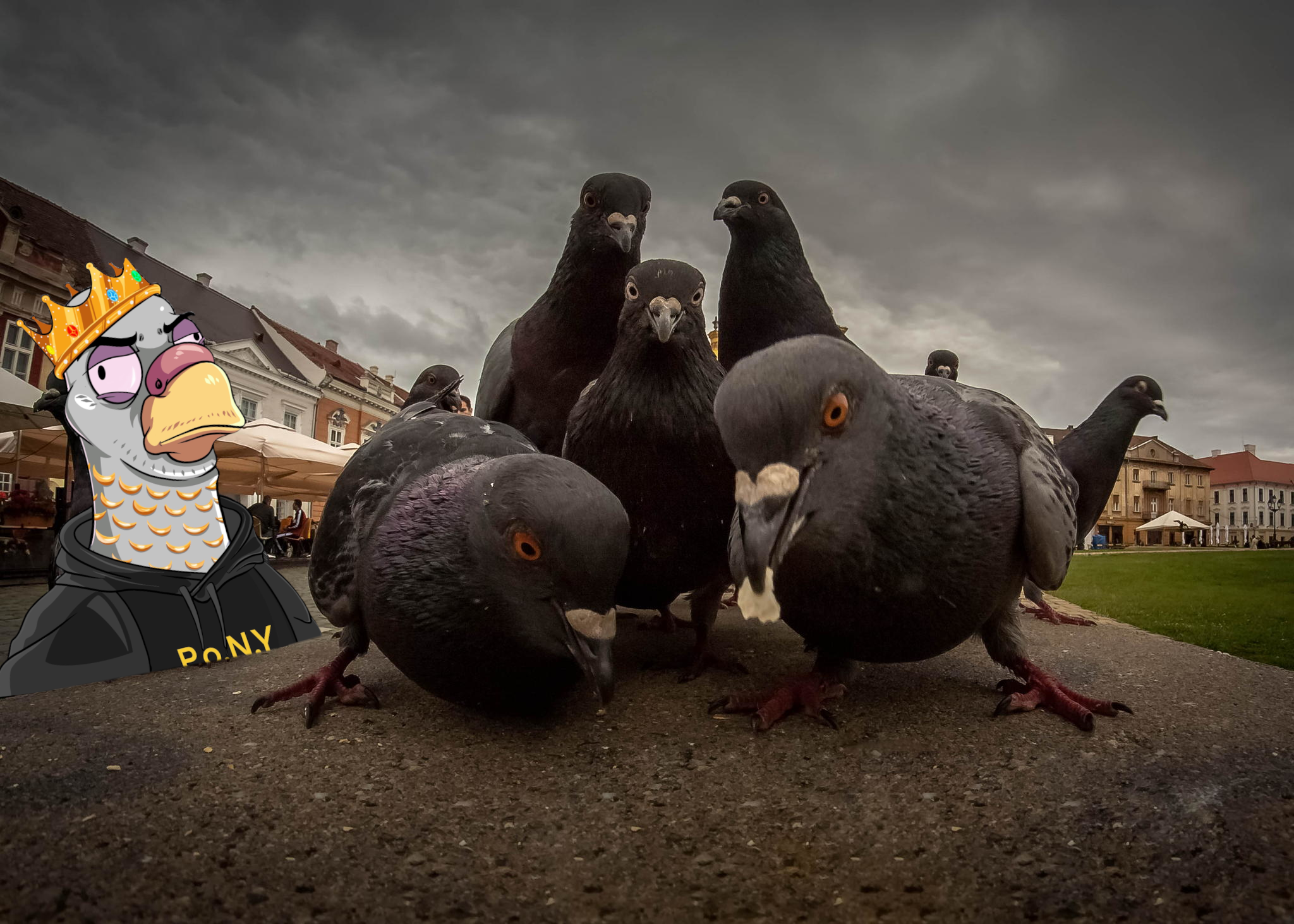 High Quality pigeons of new york Blank Meme Template