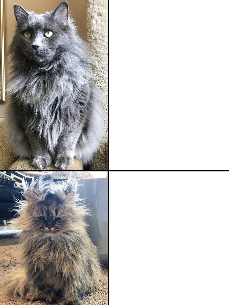 High Quality Cat with normal and Cat with messy hair Blank Meme Template