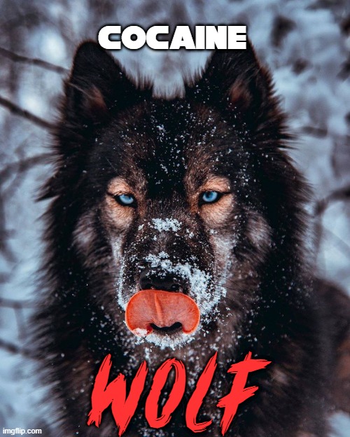 cocaine wolf | cocaine; WOLF | image tagged in wildlife,drugs | made w/ Imgflip meme maker