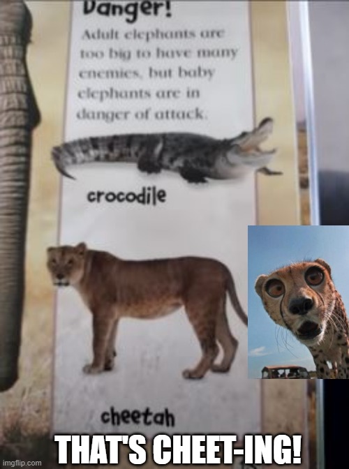 Cheat-ah | THAT'S CHEET-ING! | image tagged in you had one job | made w/ Imgflip meme maker