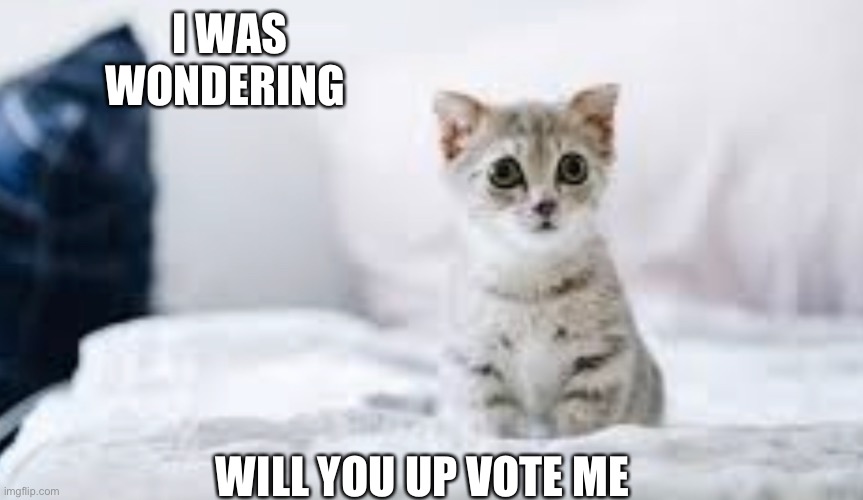 Cats life’s are at risk save the cats by up voteing me | I WAS WONDERING; WILL YOU UP VOTE ME | image tagged in cute cat,adorable,lol | made w/ Imgflip meme maker