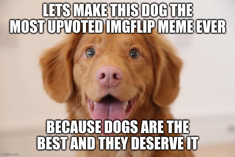come on i know you like them... | LETS MAKE THIS DOG THE MOST UPVOTED IMGFLIP MEME EVER; BECAUSE DOGS ARE THE BEST AND THEY DESERVE IT | image tagged in dogs,imgflip,upvote,cute,antifurry | made w/ Imgflip meme maker